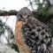 Rusty, the Red-shouldered Hawk