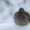 Mourning dove waiting for seeds