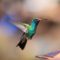 Broad- billed Hummingbird