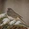 Snow Flakes and Junco’s