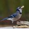 Bluejay taking a moment to be thankful