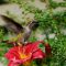 Hummingbird on daylily