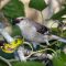 <ockingbird with Mulberry