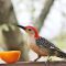 Red-bellied Woodpecker with Orange