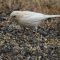 Leucistic House Finch