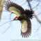 Pileated Woodpecker In Flight…