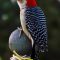 Beautiful Red-bellied Woodpecker Pose