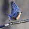 Bluebird takeoff