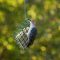 Red-bellied woodpecker loves the suet