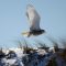 Snowy Owl Plum Island