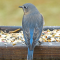 Eastern Bluebird visits a tray feeder in January