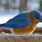 Bluebirds on a tray feeder