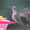 Hummingbirds Feeding Time
