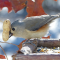 Tufted Titmouse with peanut-in-the-shell