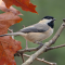A tale of two Chickadees