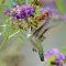 Hummingbird getting nectar