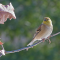 American Goldfinches in the sun before a snow began