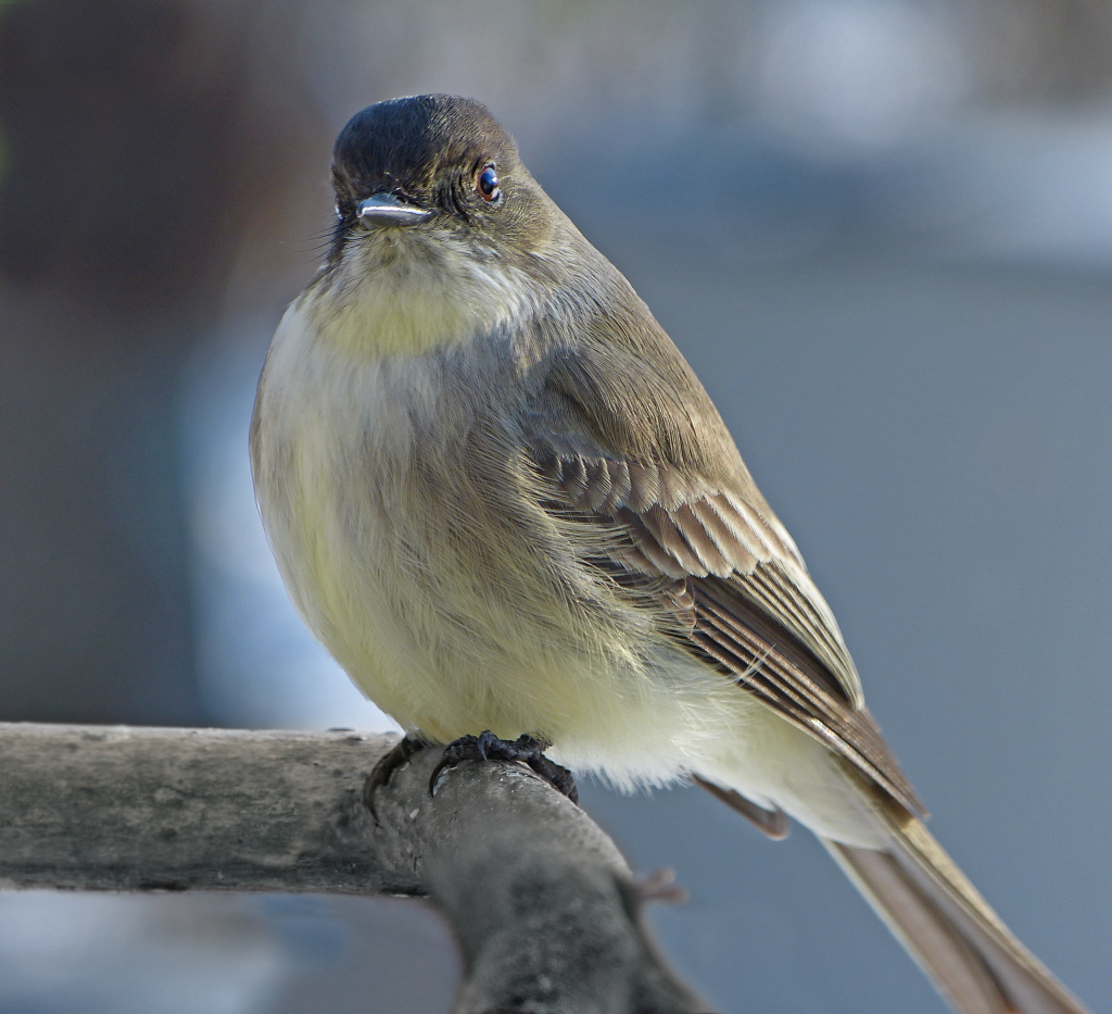 My winter Eastern Phoebe - FeederWatch