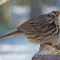 Song Sparrows at a tray feeder