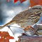 Song Sparrow visits a tray feeder