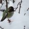 Anna’s Hummingbird in the snow