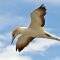 Australasian Gannet