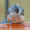 A Tufted Titmouse just out of the bath