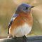 Eastern Bluebird on birdbath