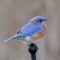Bluebird on Feeder Pole