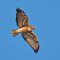 White-tailed Hawk Soaring Overhead
