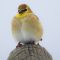 Goldfinch Wearing Puffer Winter Jacket ;-)