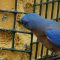 Male Blue bird eating home made suet