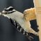 Woodpecker and the Suet log