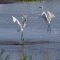 2  Great White Egrets