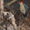 Red Belly Woodpecker confrontation