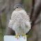 Sharp-shinned Hawk