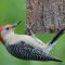Red-bellied Woodpecker enjoying a treat