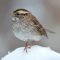 White-throated Sparrow