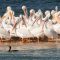 White Pelican Flock and One Lone Cormorant