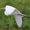 Egret on the Move!