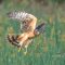 Northern Harrier On The Hunt