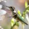 Hummingbird in Motion