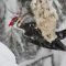 Pileated Woodpecker enjoying suet