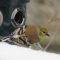 goldfinch in a snowstorm