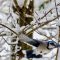 Blue Jay in Wisconsin Winter