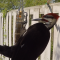 Pileated Woodpecker Feeding on Suet