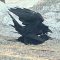 Ravens Mating