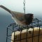 Balancing Act for a Junco