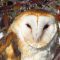 Barn Owl in winter