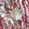 White crowned Sparrow